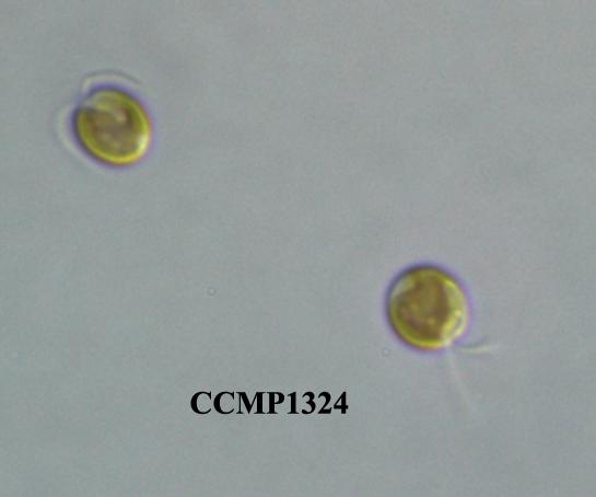 CCMP1324 | NCMA at Bigelow Laboratory